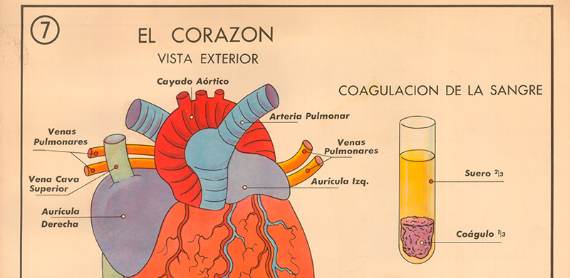 Cartel gabinete sanitario 7: el corazn y la sangre