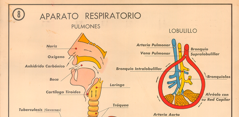 Cartel gabinete sanitario 8: aparato respiratorio