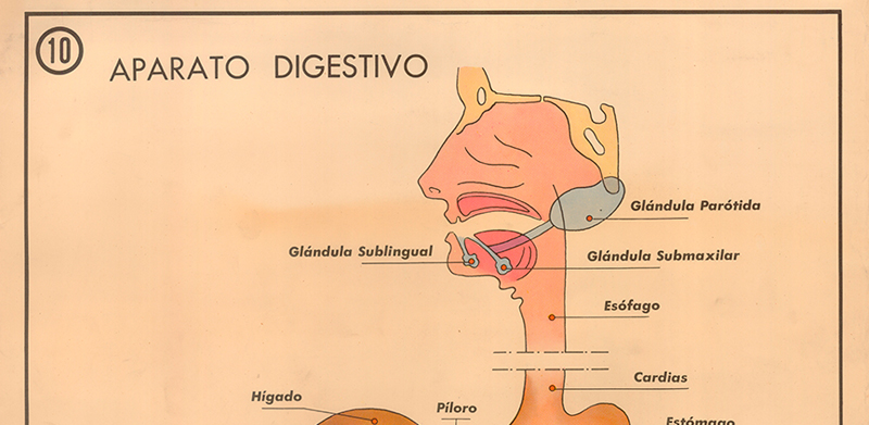 Cartel gabinete sanitario 10: aparato digestivo