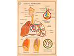 Cartel gabinete sanitario 8: aparato respiratorio (Coty, Barcelona, dcada 1970) - Pieza IG: 04835/2